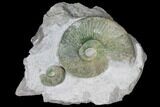 Ammonite (Orthosphinctes & Sutneria) Fossils on Rock - Germany #125891-1